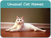 Unusual Cat Names