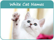 White Cat Names