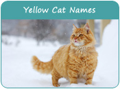 Yellow Cat Names